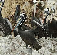 Peruvian Pelican