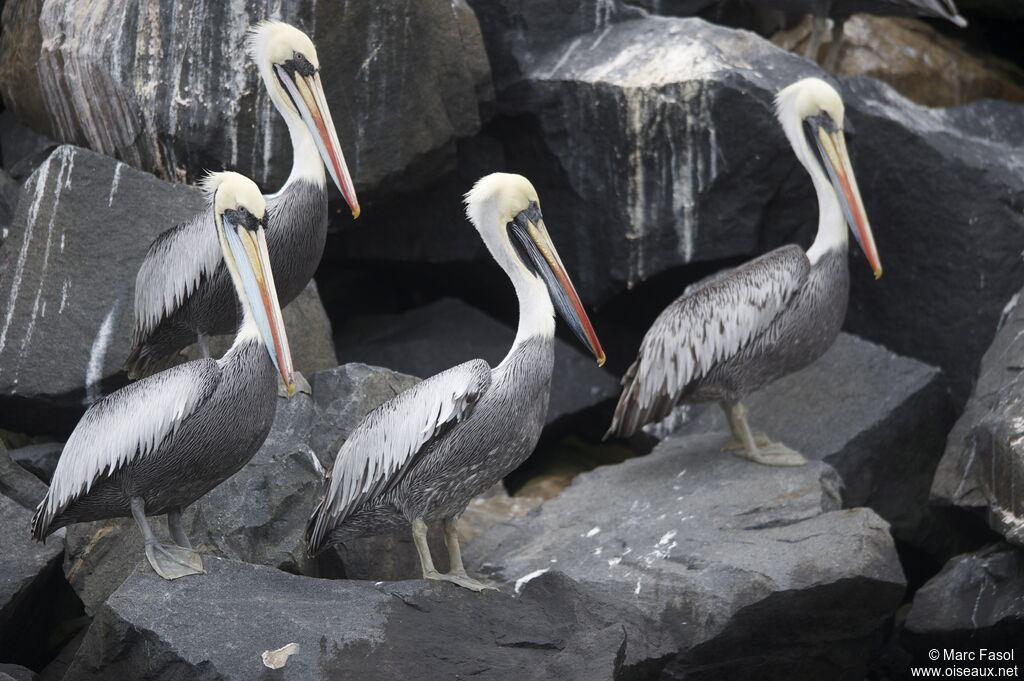 Peruvian Pelicanadult