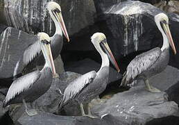 Peruvian Pelican