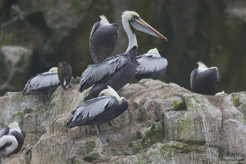 Peruvian Pelicanadult, identification