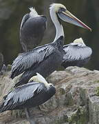 Peruvian Pelican