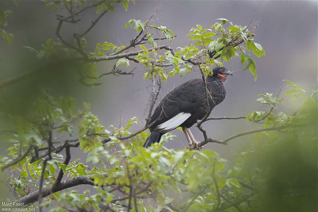 White-winged Guanadult, identification, Behaviour