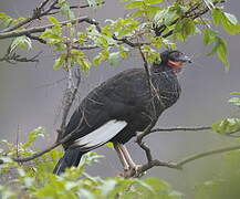 White-winged Guan