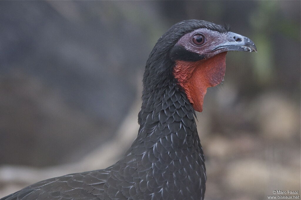 White-winged Guanadult, identification