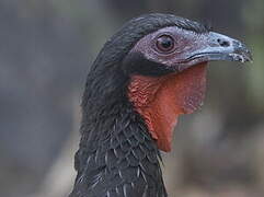 White-winged Guan