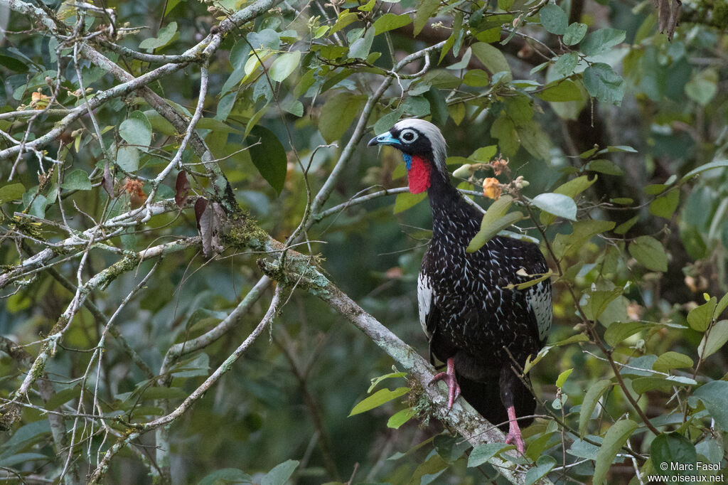 Black-fronted Piping Guanadult, identification