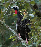 Black-fronted Piping Guan