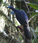 Sickle-winged Guan