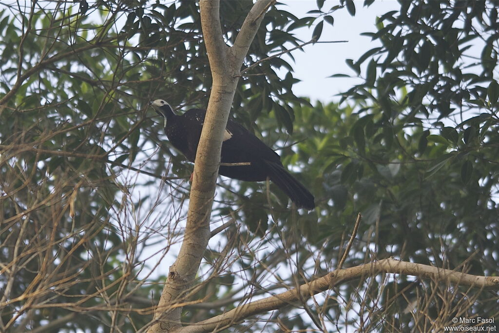 White-throated Piping Guanadult, Behaviour