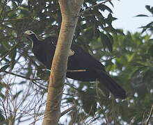 White-throated Piping Guan