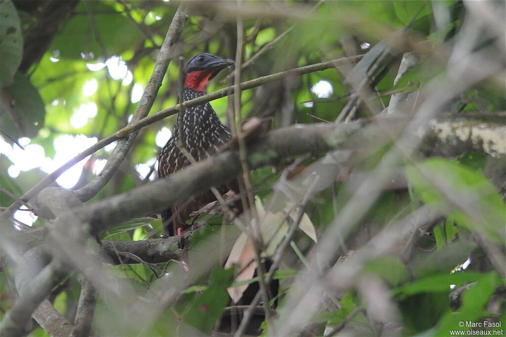 Spix's Guanadult, Behaviour