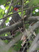 Spix's Guan