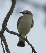 White-rumped Monjita