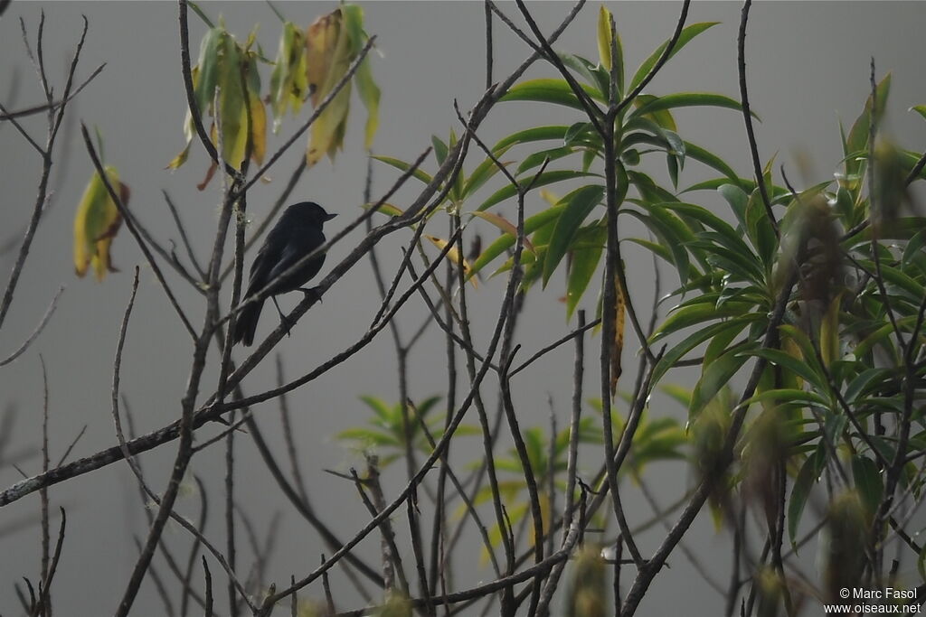 White-sided Flowerpiercer male adult, identification