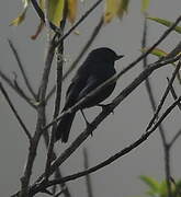 White-sided Flowerpiercer