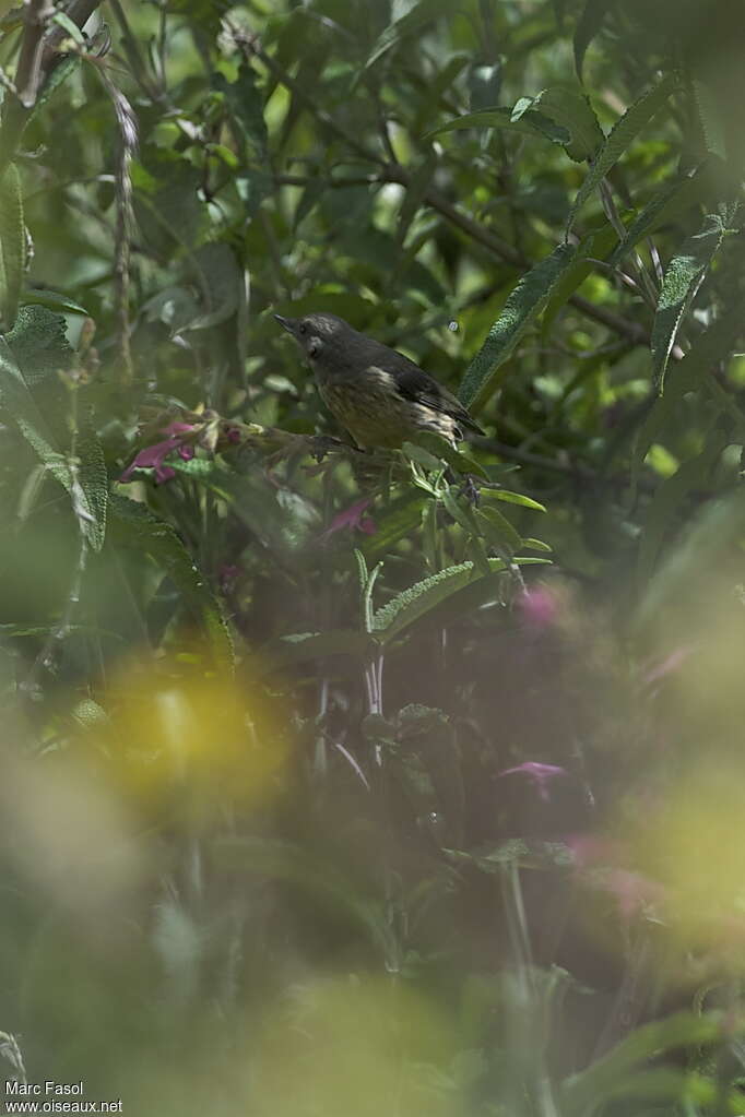 White-sided Flowerpiercerimmature, identification