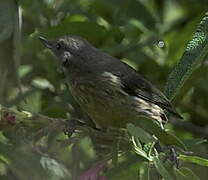 White-sided Flowerpiercer