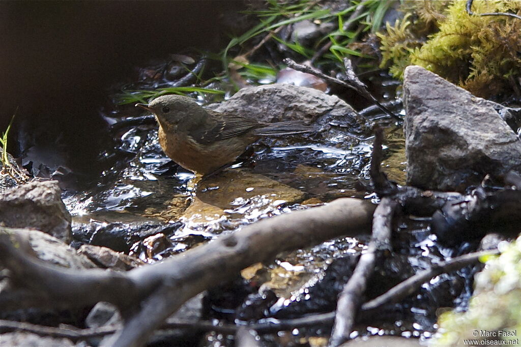 Percefleur à gorge noiresubadulte, identification, Comportement