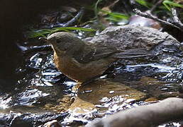 Black-throated Flowerpiercer