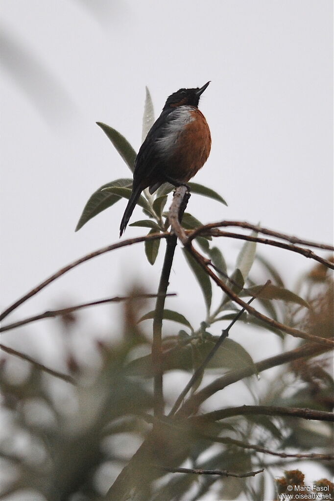 Black-throated Flowerpiercer male adult, identification