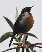 Black-throated Flowerpiercer