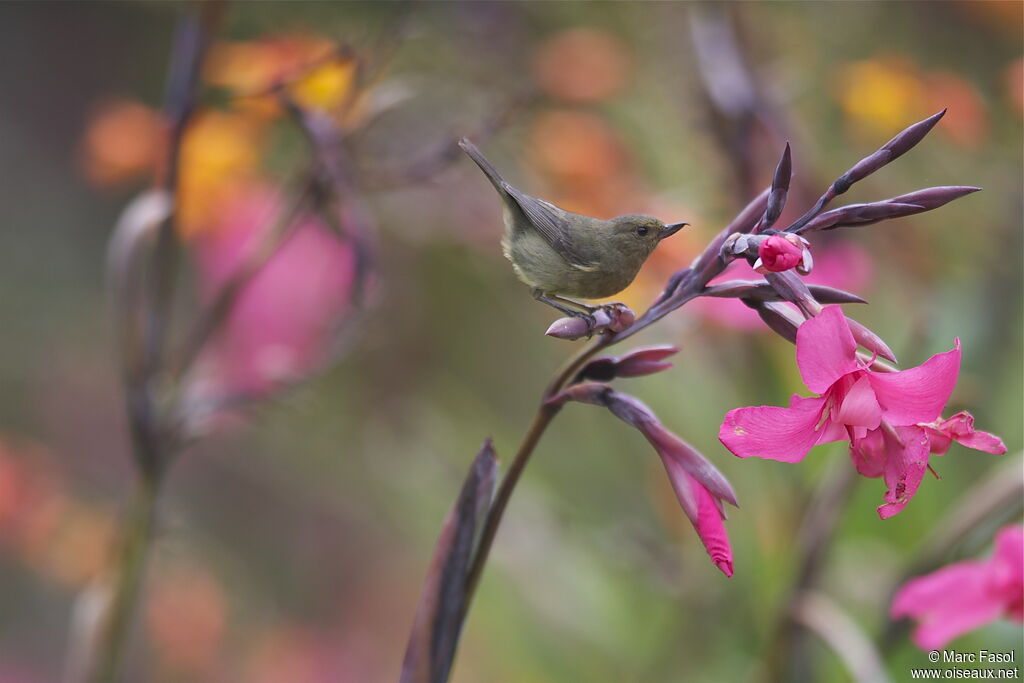 Slaty Flowerpiercer female adult, identification, feeding habits