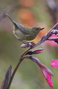 Slaty Flowerpiercer