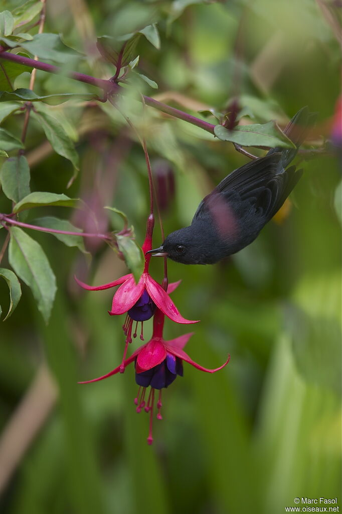 Slaty Flowerpiercer male adult, identification, feeding habits, Behaviour