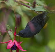 Slaty Flowerpiercer