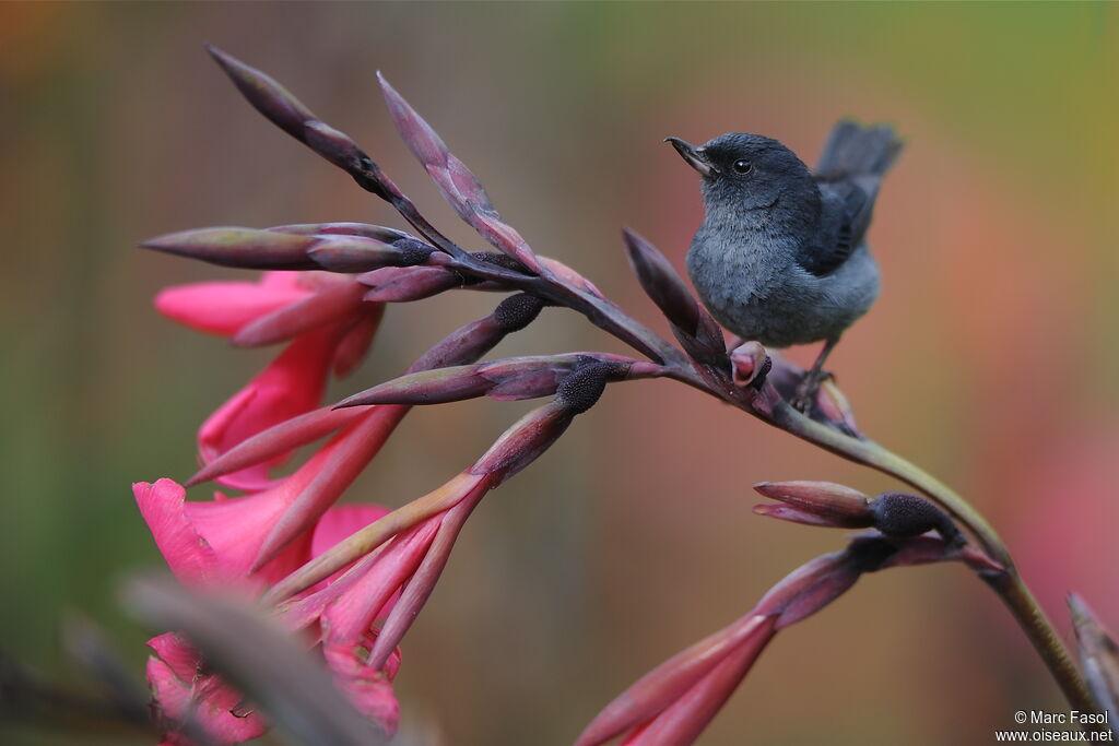 Slaty Flowerpiercer male adult, identification