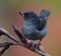 Slaty Flowerpiercer