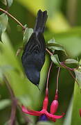 Slaty Flowerpiercer