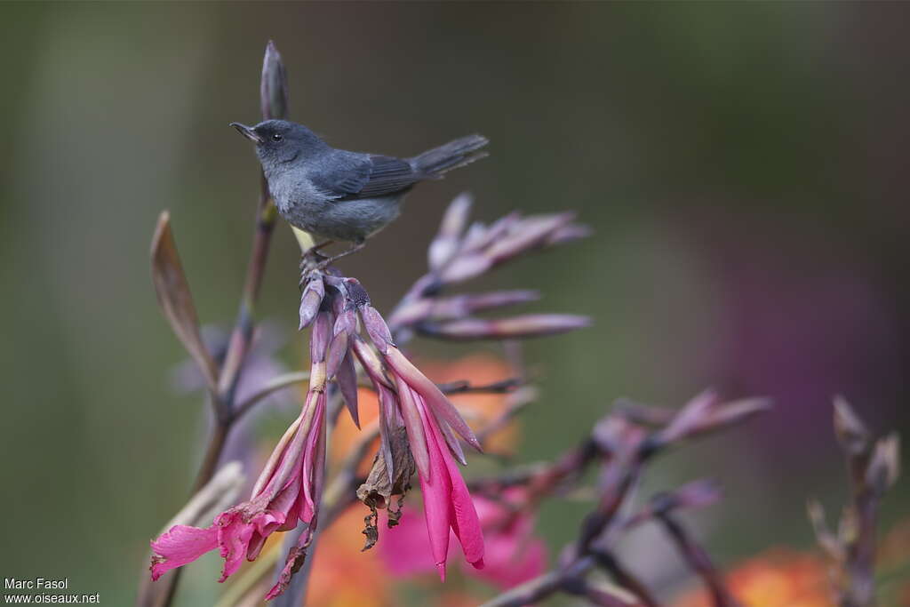 Slaty Flowerpiercer male adult, identification