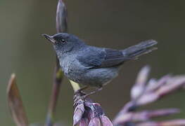 Slaty Flowerpiercer