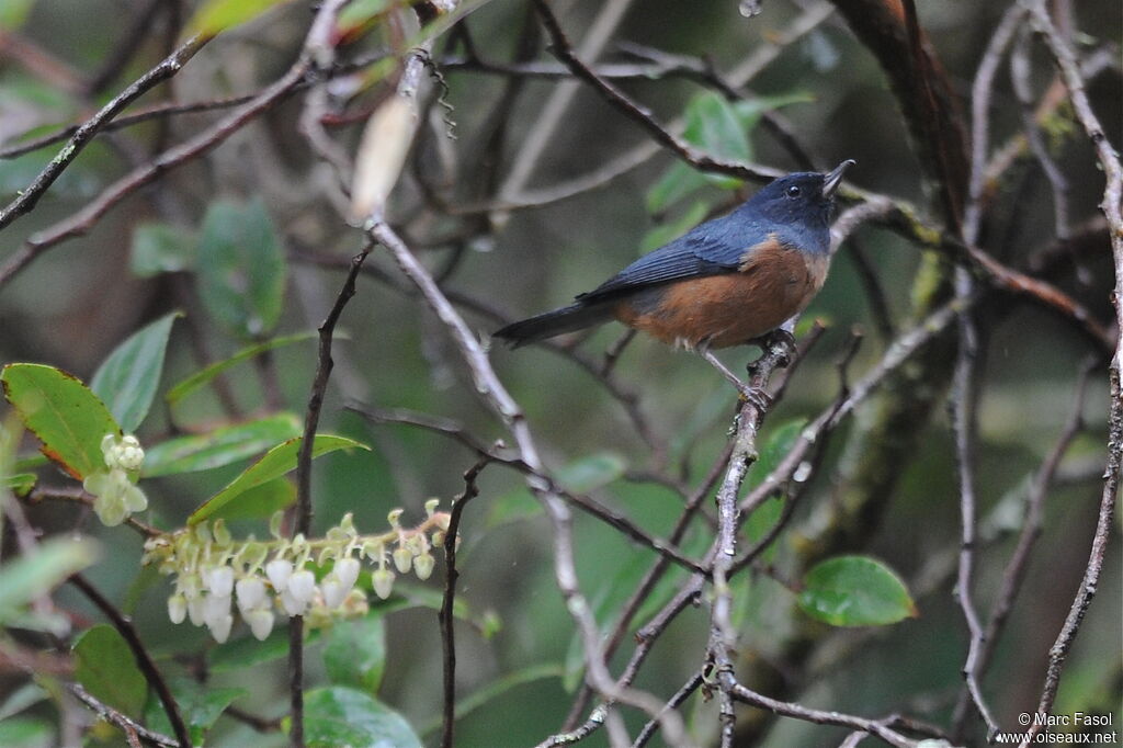 Cinnamon-bellied Flowerpierceradult, identification