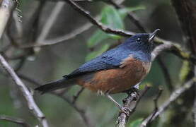 Cinnamon-bellied Flowerpiercer