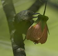 Cinnamon-bellied Flowerpiercer