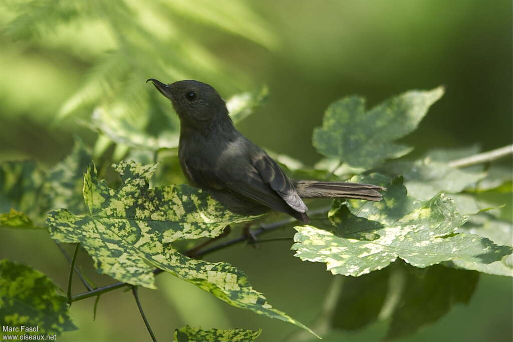 Cinnamon-bellied Flowerpiercer female adult, identification