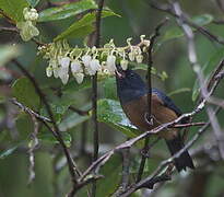 Cinnamon-bellied Flowerpiercer