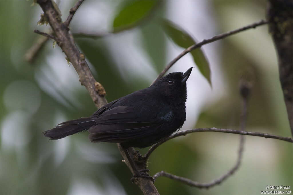 Glossy Flowerpierceradult, identification