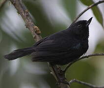 Glossy Flowerpiercer