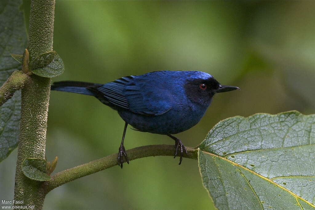 Masked Flowerpiercer male adult, identification