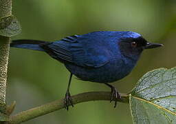 Masked Flowerpiercer