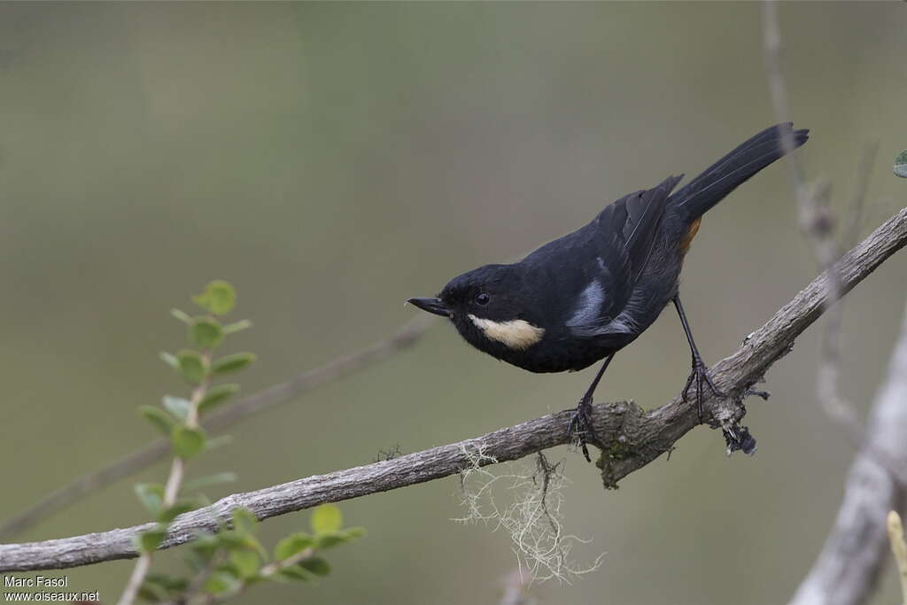 Moustached Flowerpierceradult, identification