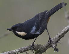 Moustached Flowerpiercer