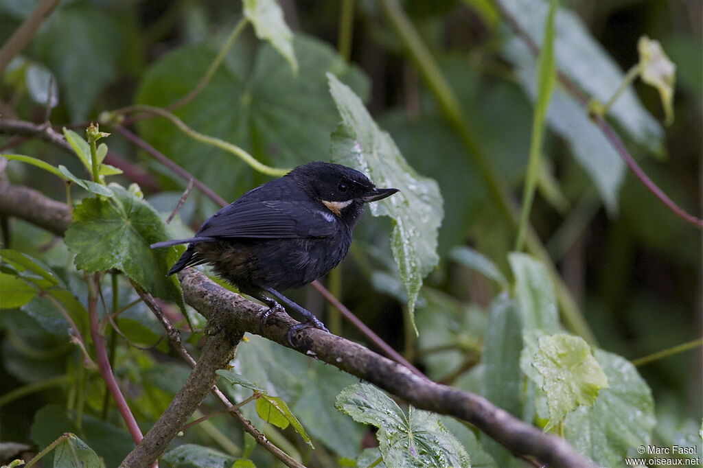 Moustached Flowerpiercerimmature, identification