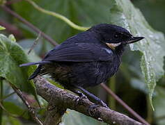 Moustached Flowerpiercer