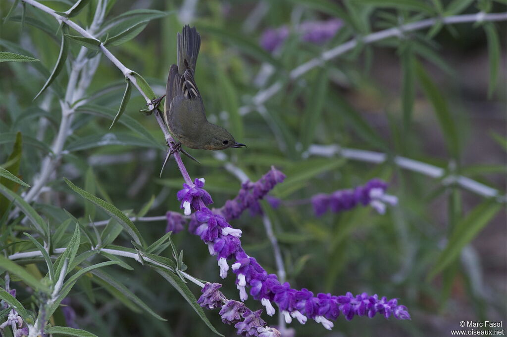 Rusty Flowerpiercerimmature, identification