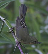 Rusty Flowerpiercer