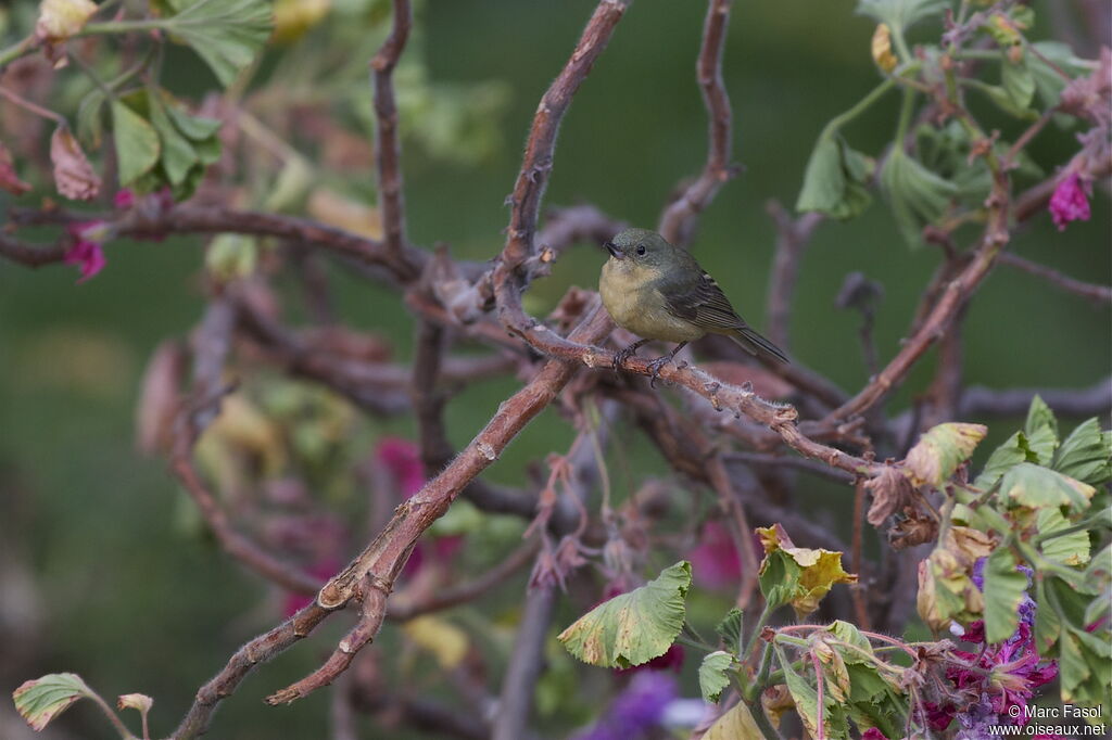 Rusty Flowerpiercerimmature, identification